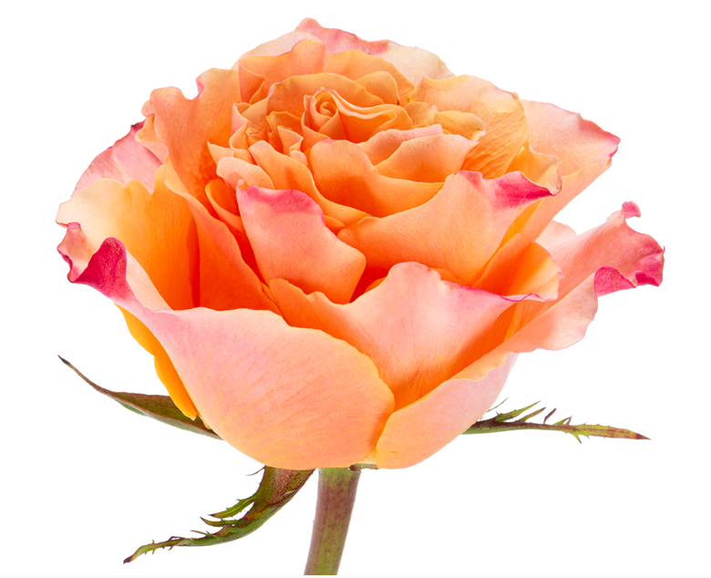 Colombia Roses