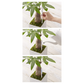 Sustee Aquameter for pot plant (single pack)